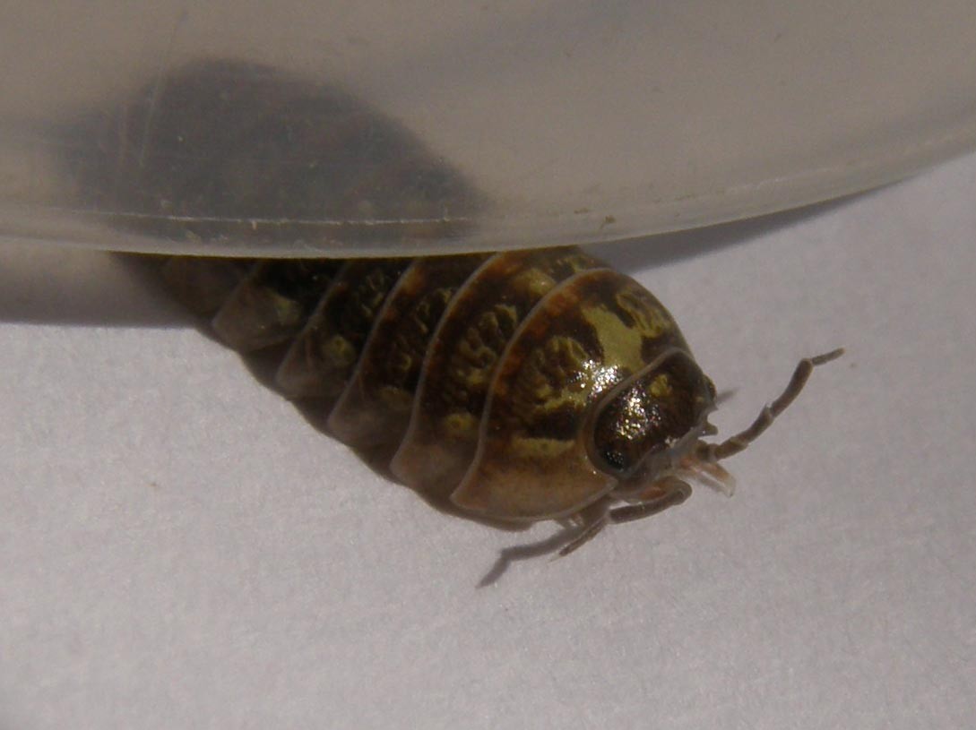 Armadillidium sp.