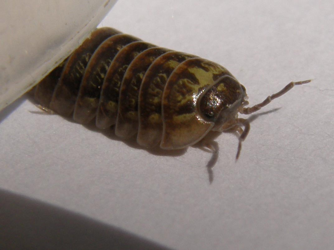 Armadillidium sp.