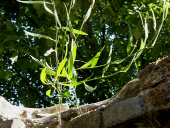 Chondrilla juncea