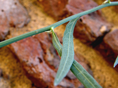 Chondrilla juncea