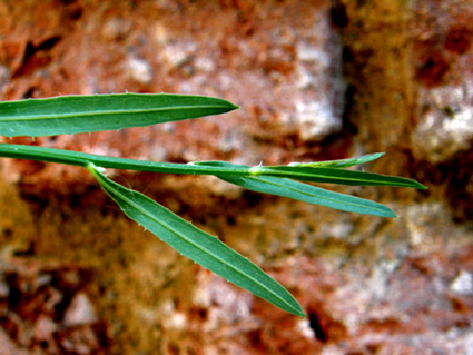 Chondrilla juncea