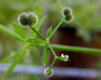 Galium aparine / Caglio asprello, attaccaveste