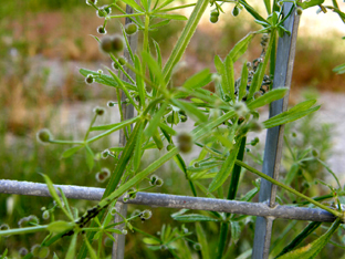 Galium aparine / Caglio asprello, attaccaveste