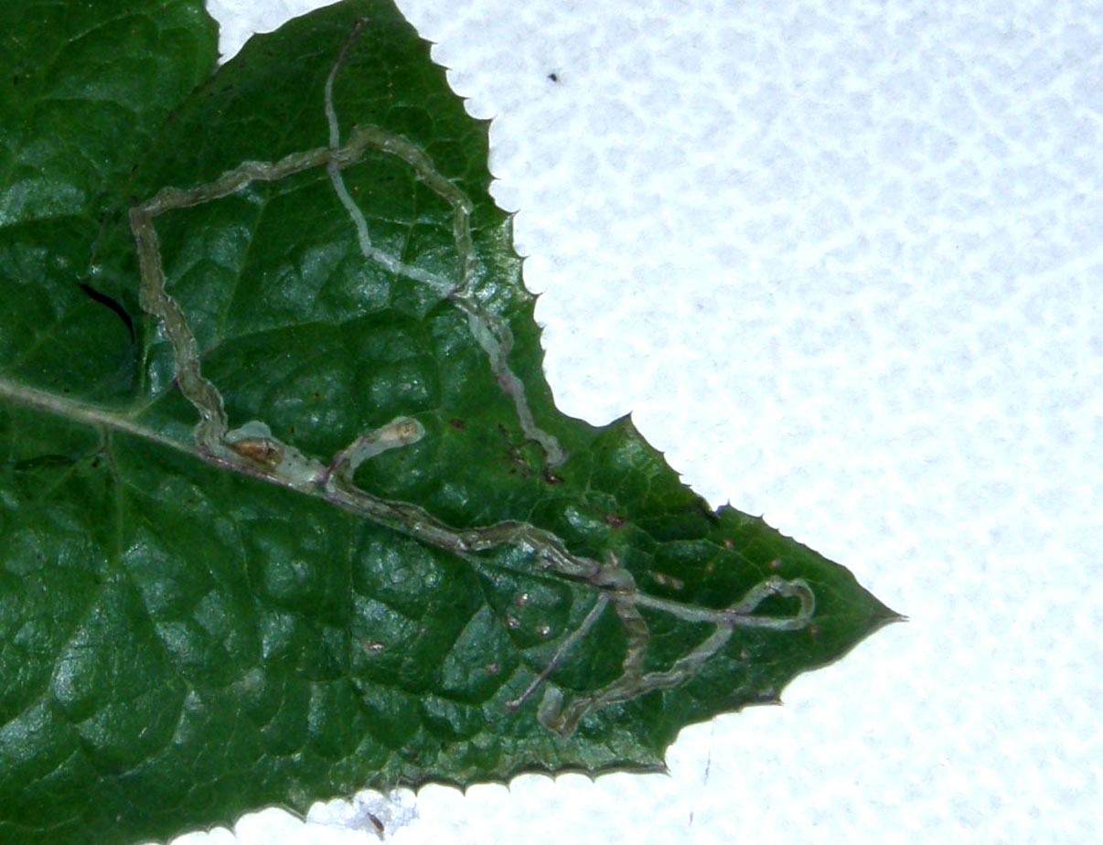 Gallerie su foglie scavate da larve di Agromyzidae