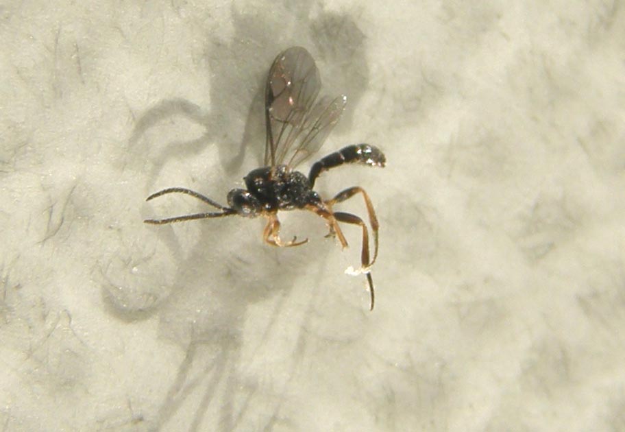 Pare una piccola zanzara nera (Ichneumonidae)