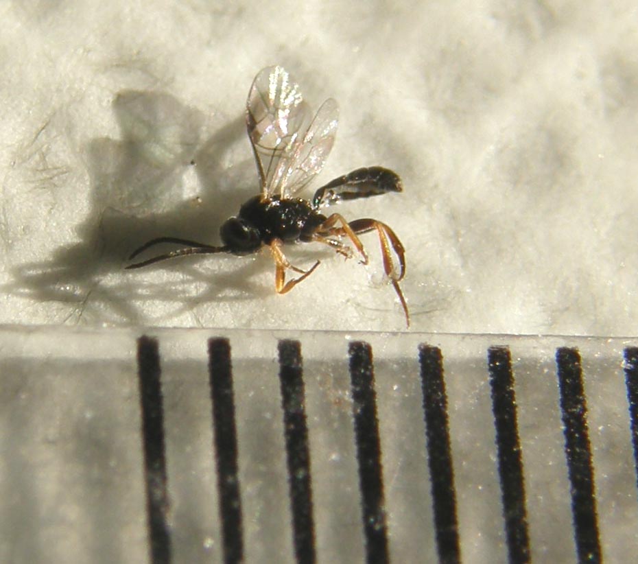 Pare una piccola zanzara nera (Ichneumonidae)