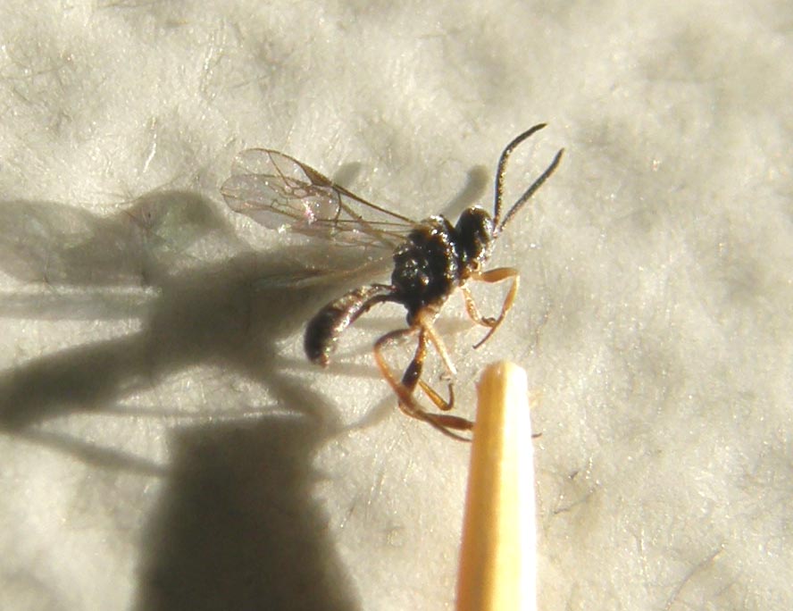 Pare una piccola zanzara nera (Ichneumonidae)