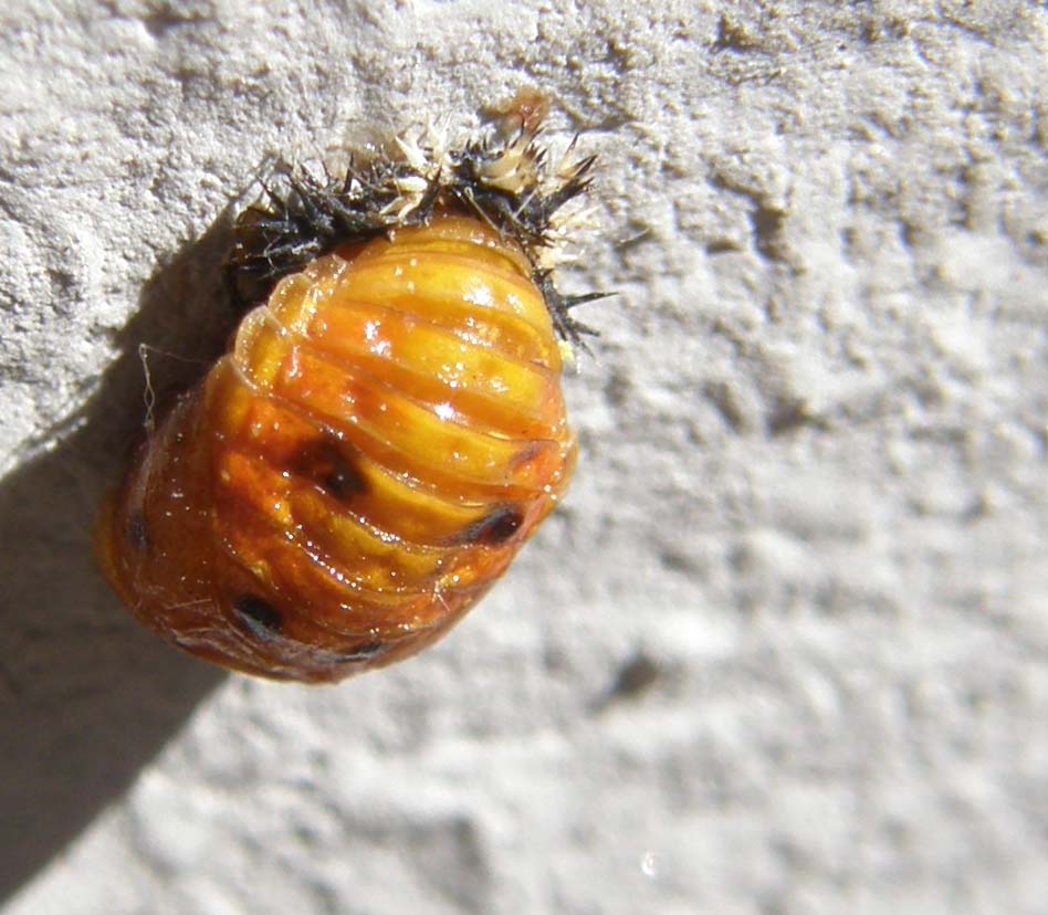 Larva di coccinella?