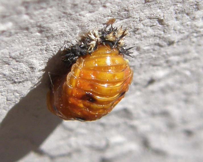 Larva di coccinella?