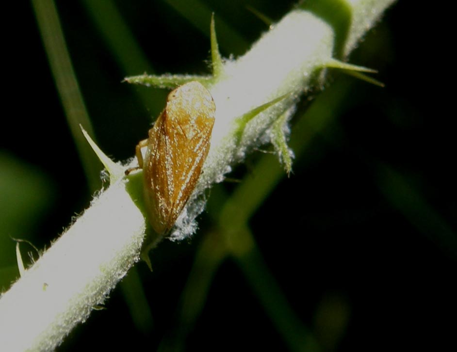 Cicaline da ID : Cicadella viridis e Philaenus spumarius