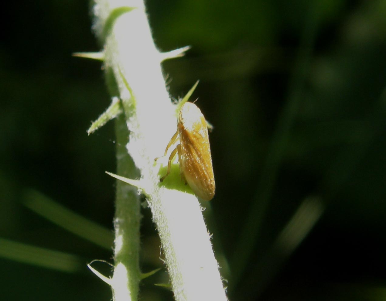 Cicaline da ID : Cicadella viridis e Philaenus spumarius