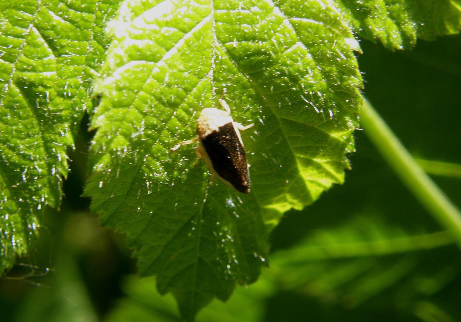 Cicaline da ID : Cicadella viridis e Philaenus spumarius