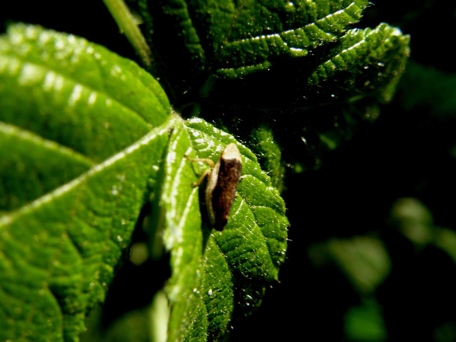 Cicaline da ID : Cicadella viridis e Philaenus spumarius