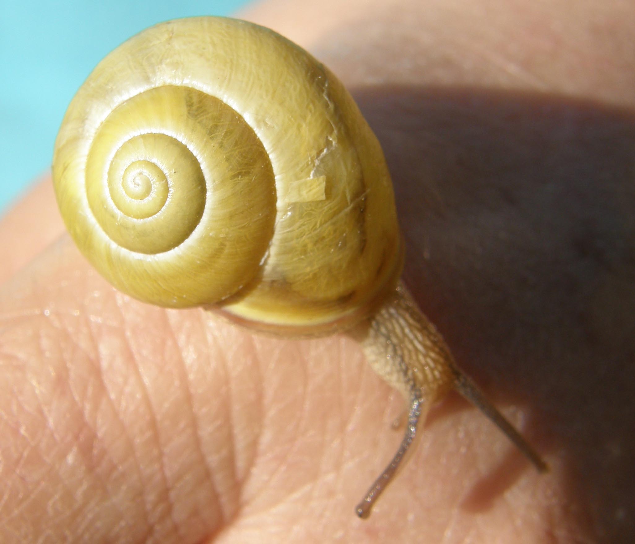 Chiocciola da identificare: Cepaea nemoralis