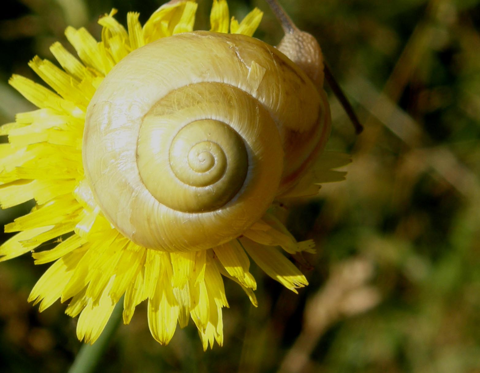 Chiocciola da identificare: Cepaea nemoralis