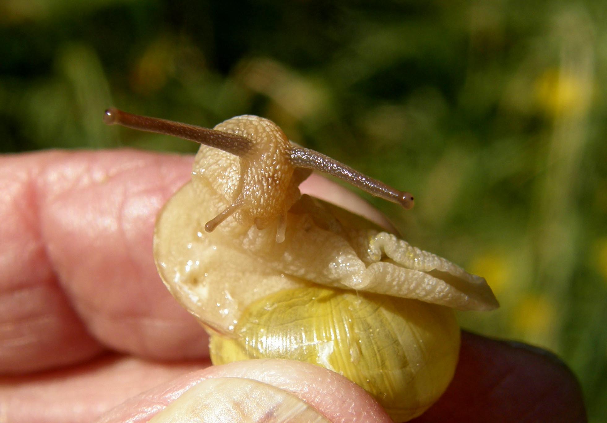 Chiocciola da identificare: Cepaea nemoralis