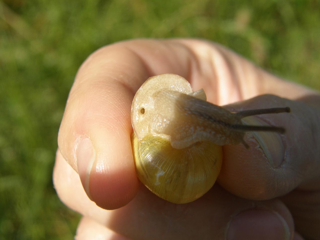 Chiocciola da identificare: Cepaea nemoralis