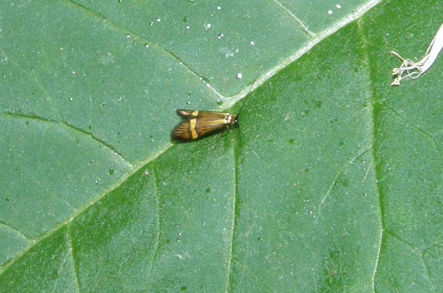 Da identificare - Nemophora sp. (Adelidae)
