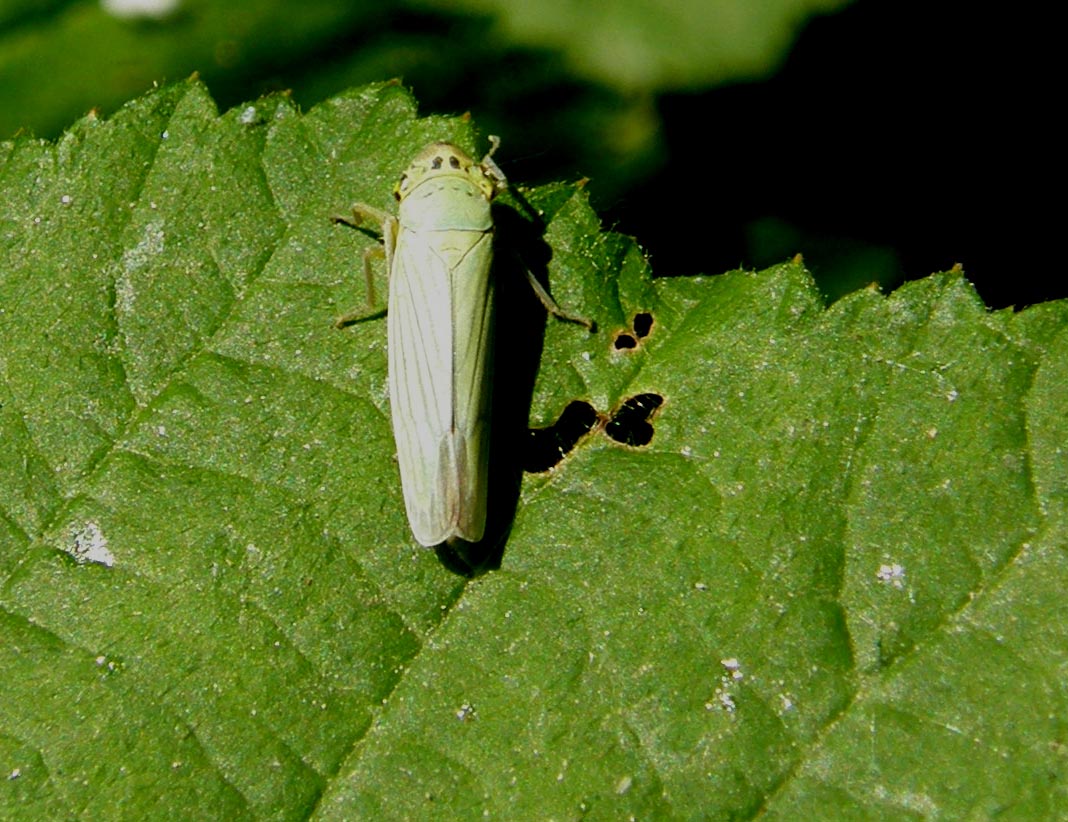 Cicaline da ID : Cicadella viridis e Philaenus spumarius