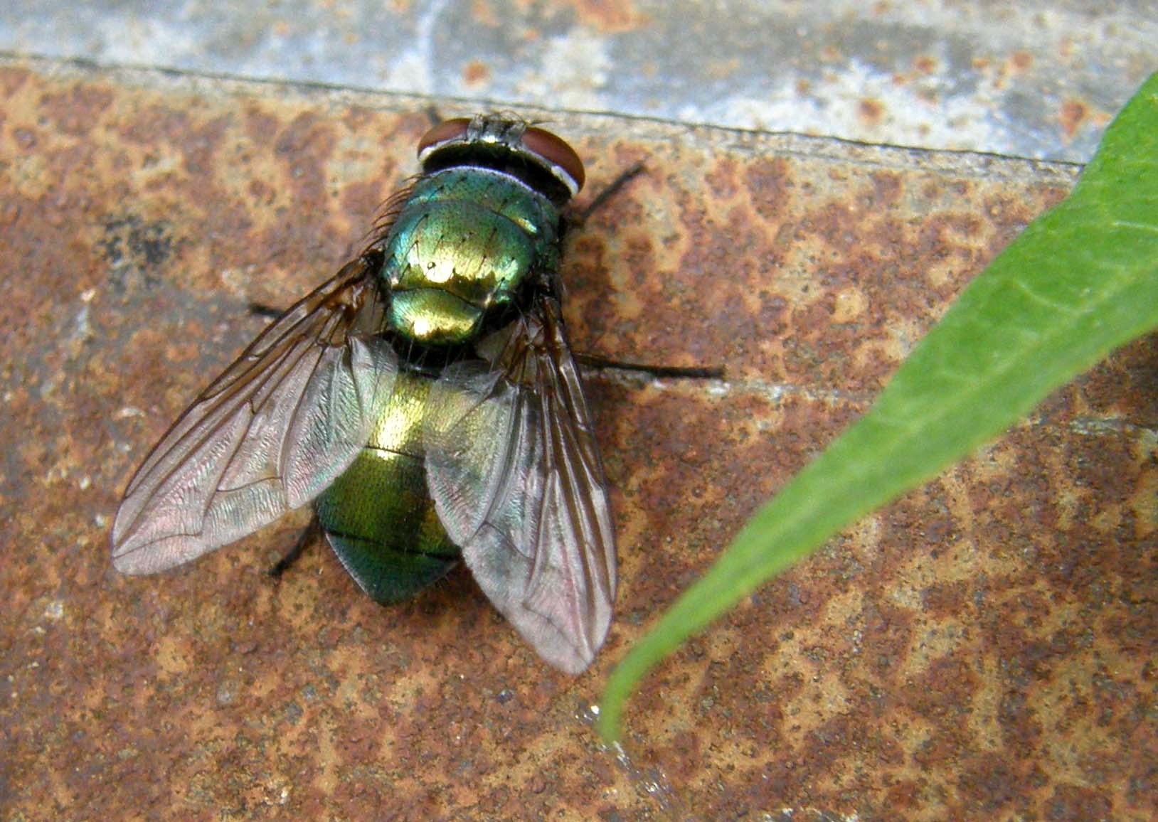 Mosche verdi da identificare