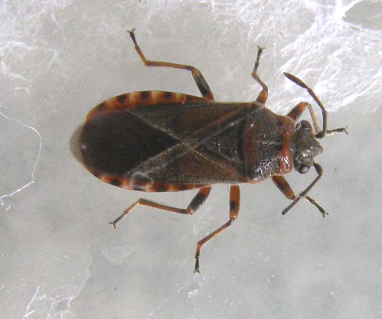 Lygaeidae: Arocatus melanocephalus