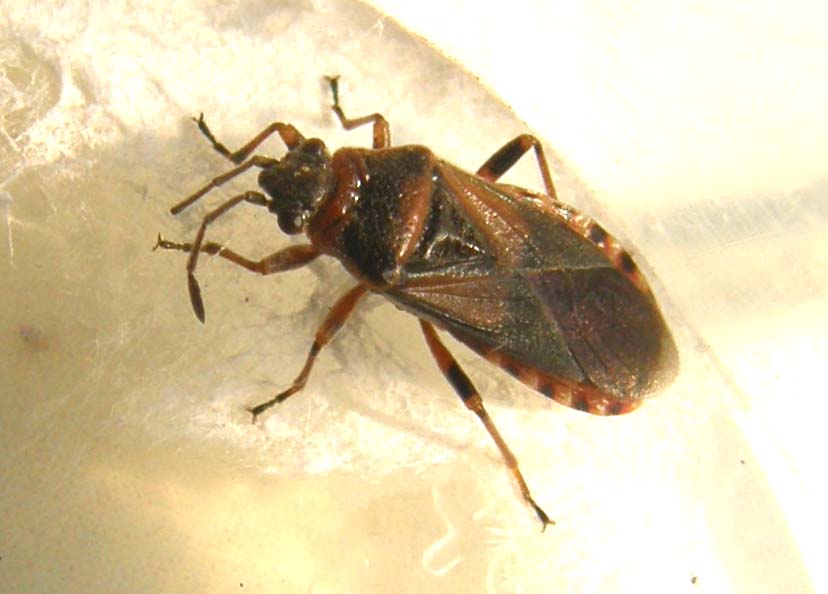 Lygaeidae: Arocatus melanocephalus