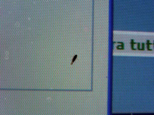 Sul monitor del PC....Cicadellidae Eupteryx sp.