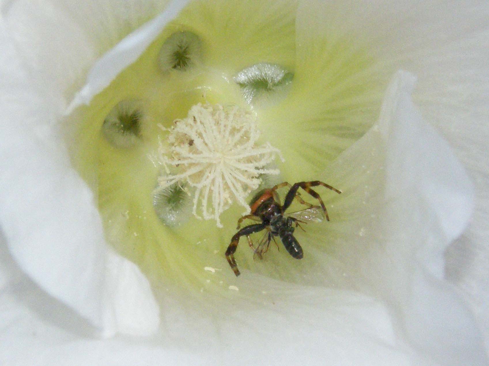 Agguato nel fiore: Synaema globosum