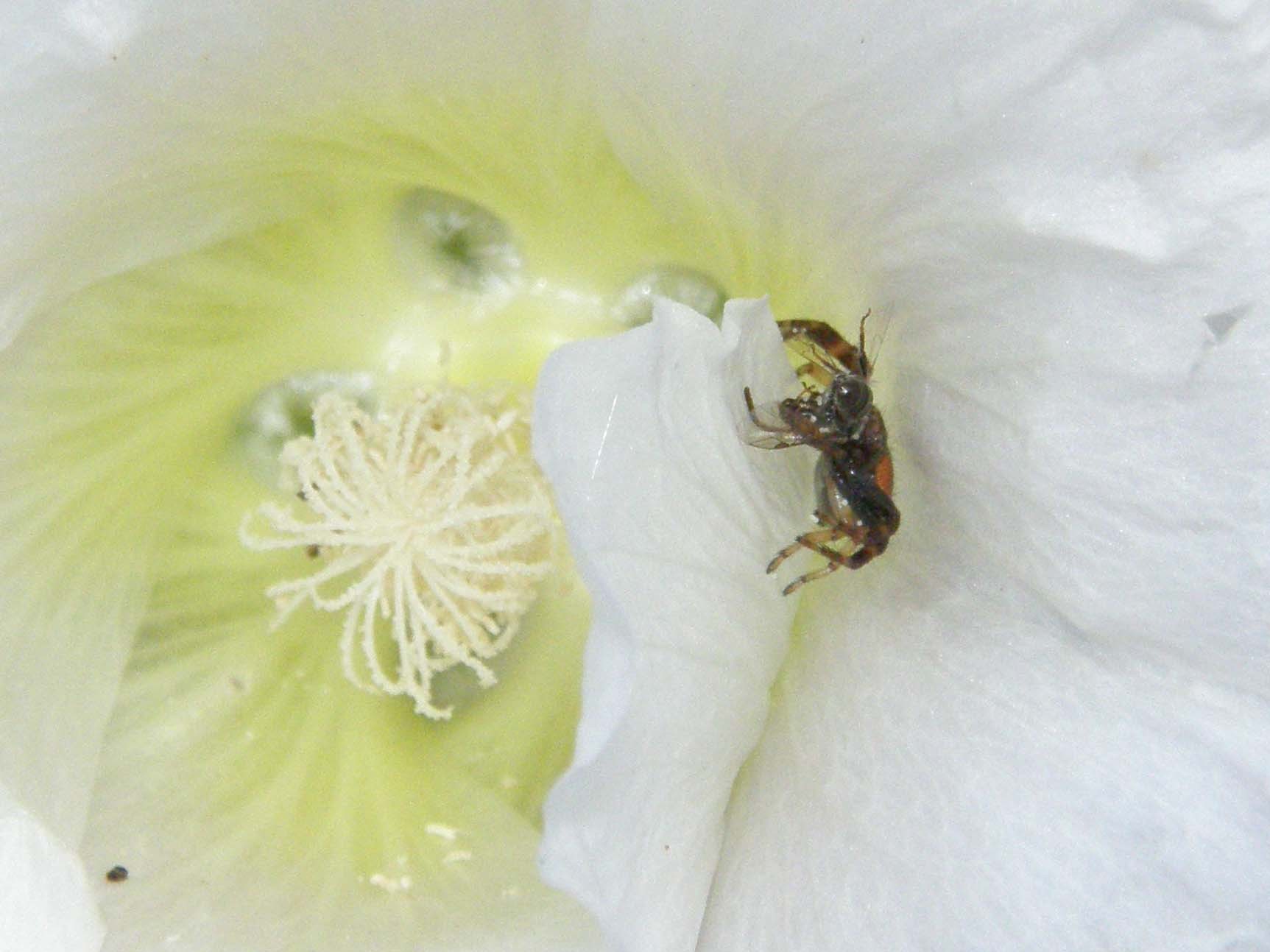 Agguato nel fiore: Synaema globosum