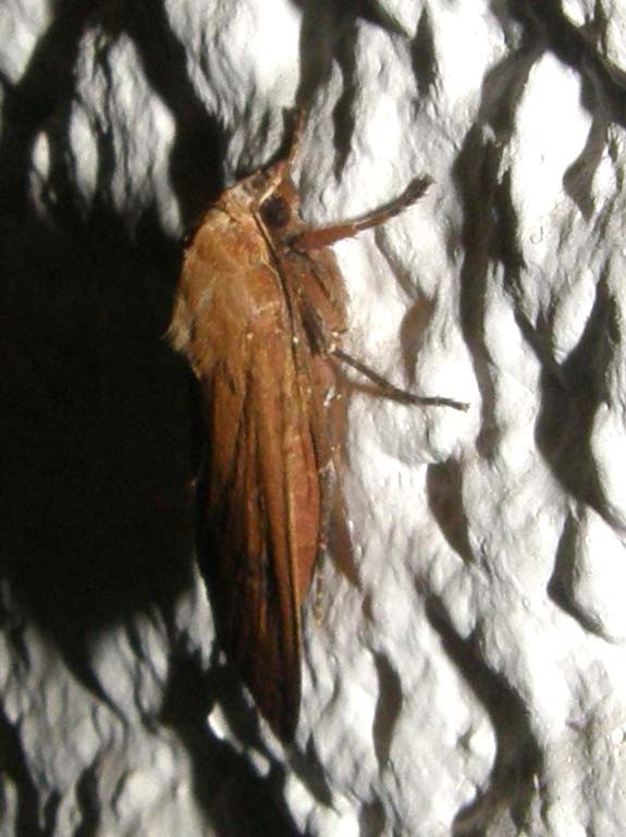 Noctua pronuba