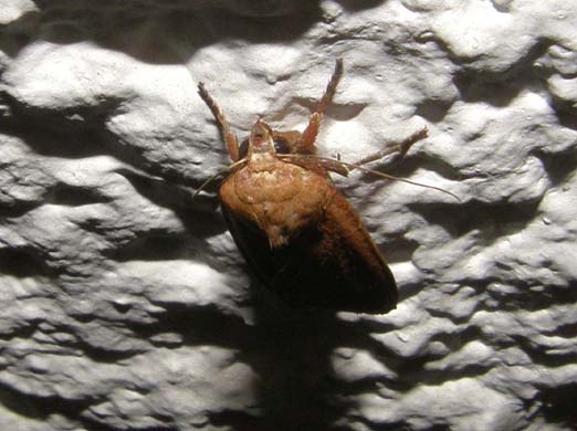 Noctua pronuba