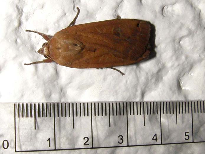 Noctua pronuba