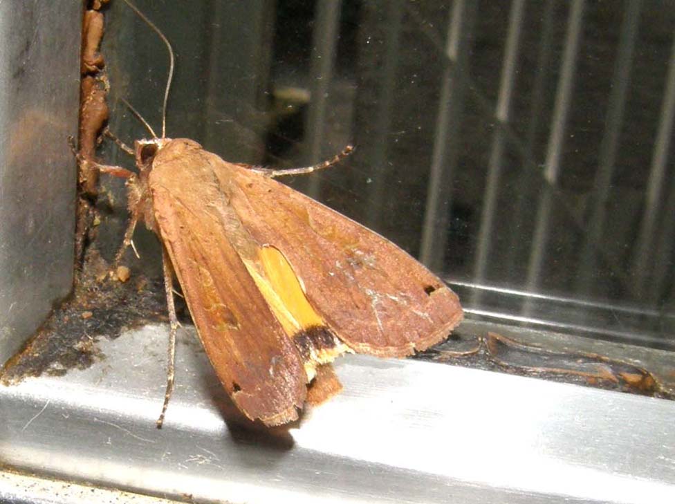 Noctua pronuba