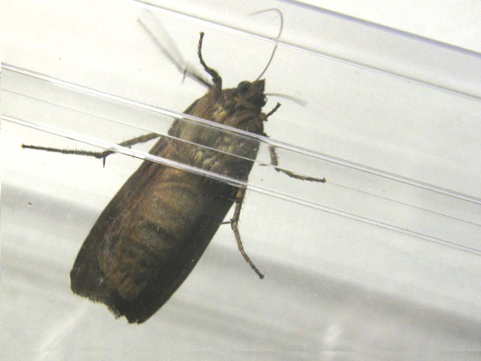 Noctua pronuba