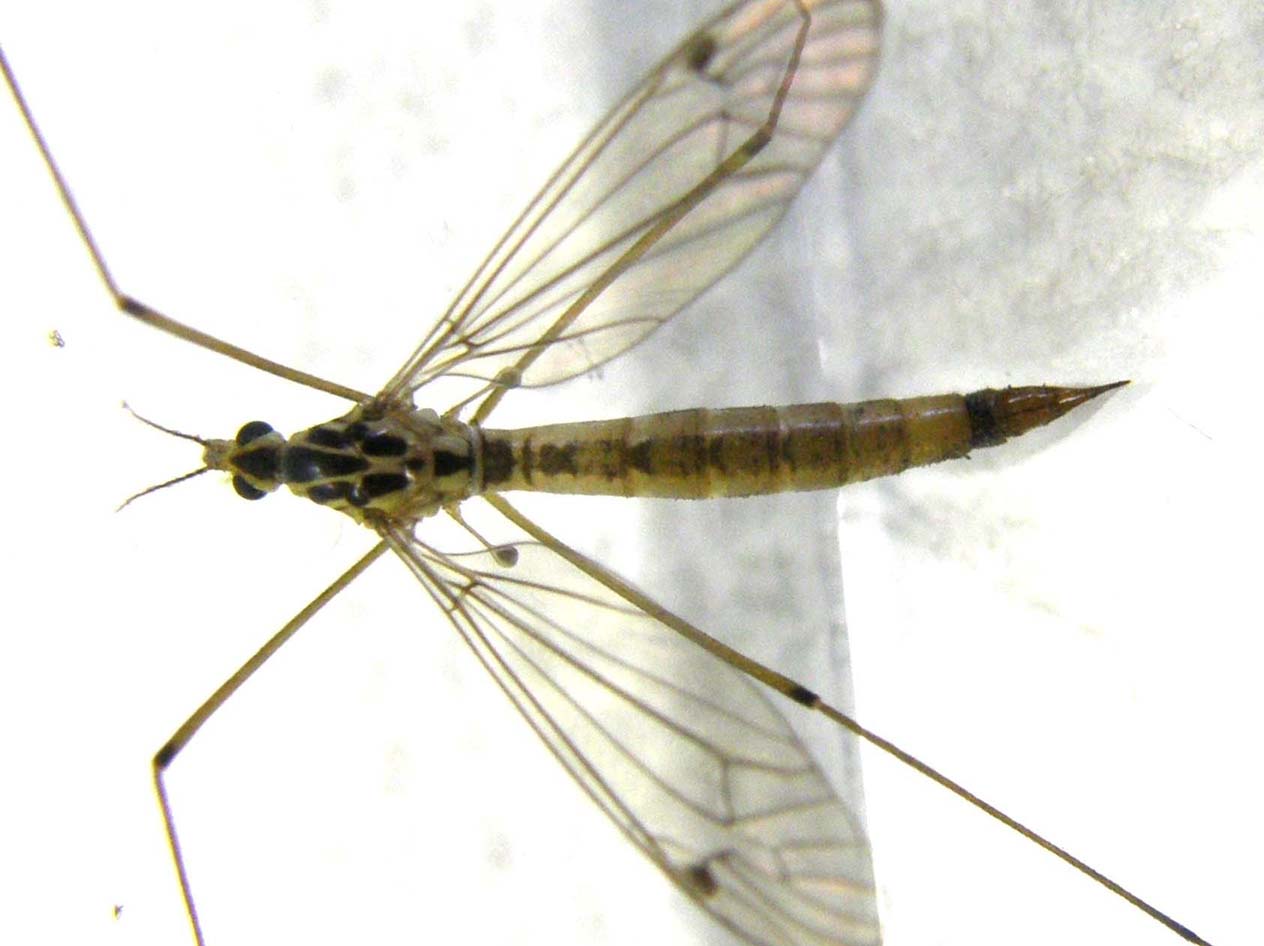 Tipulidae da identificare