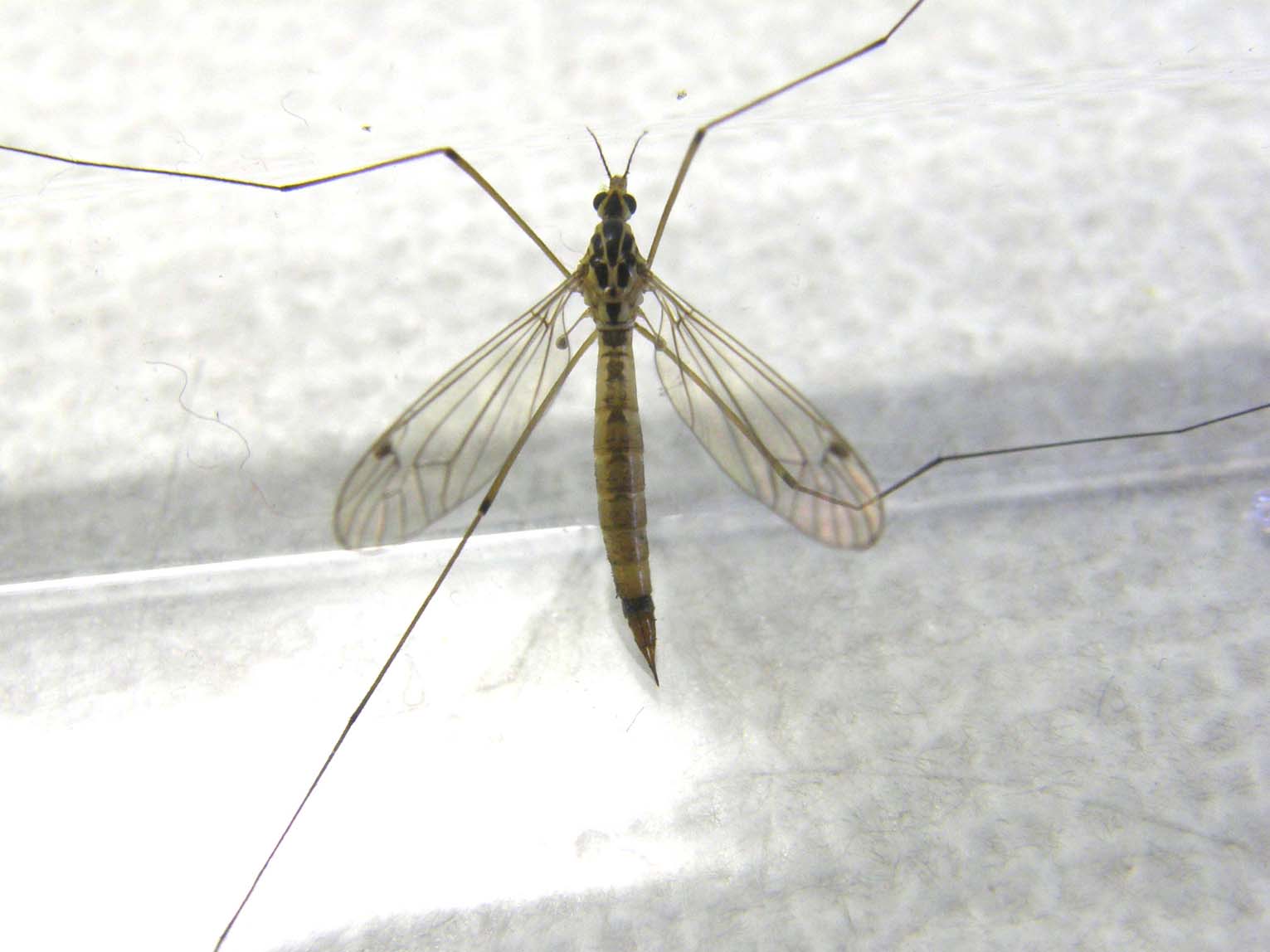 Tipulidae da identificare