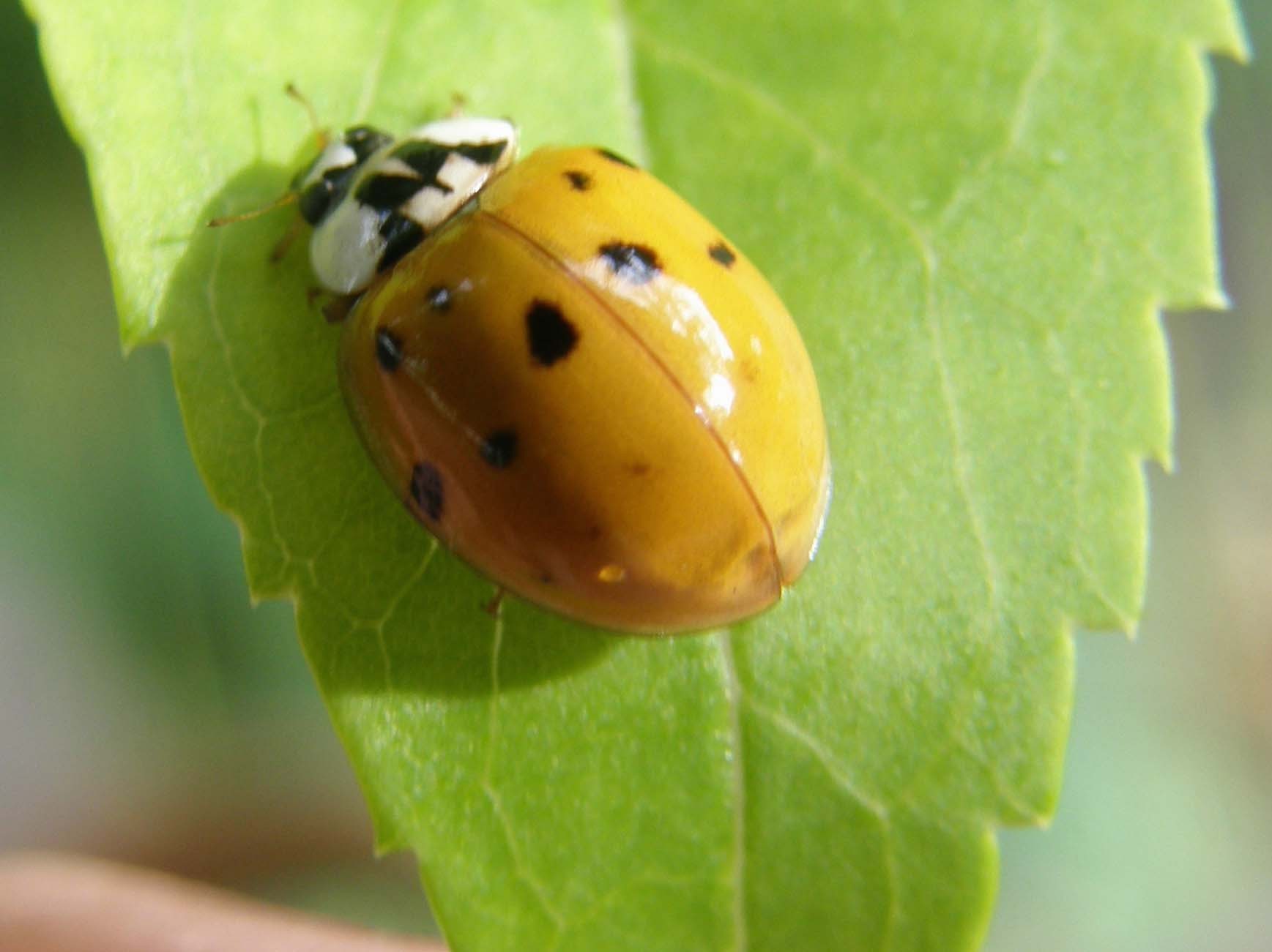 Coccinella da identificare: Harmonya axyridis