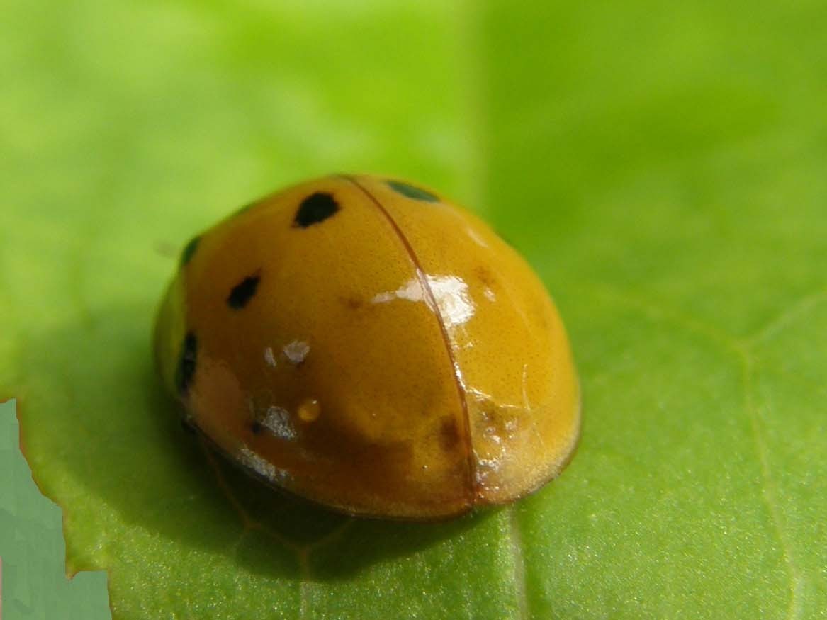 Coccinella da identificare: Harmonya axyridis