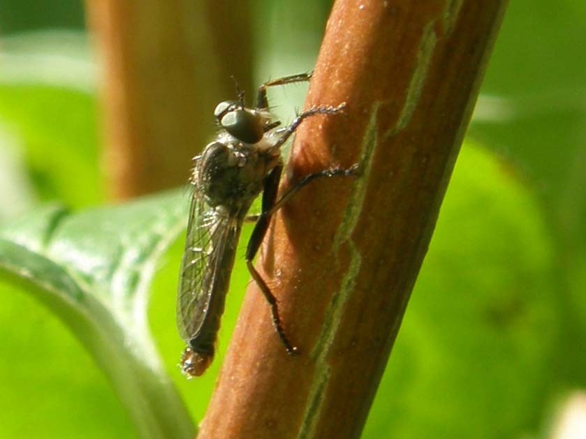 Asilidae