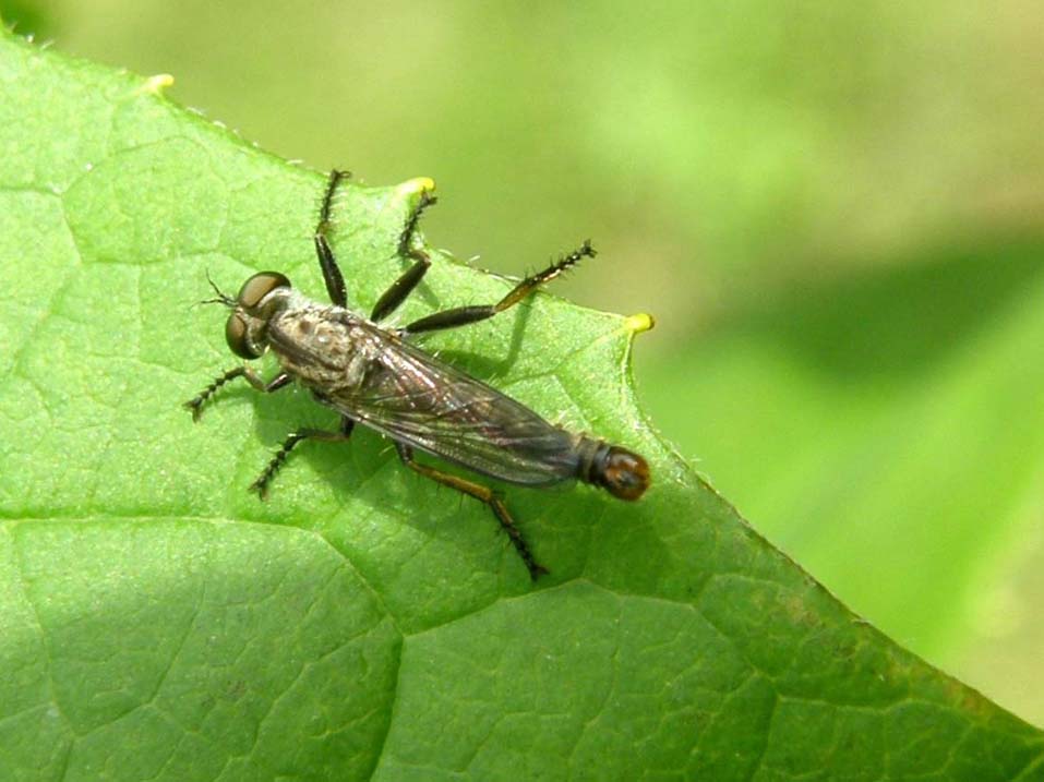 Asilidae