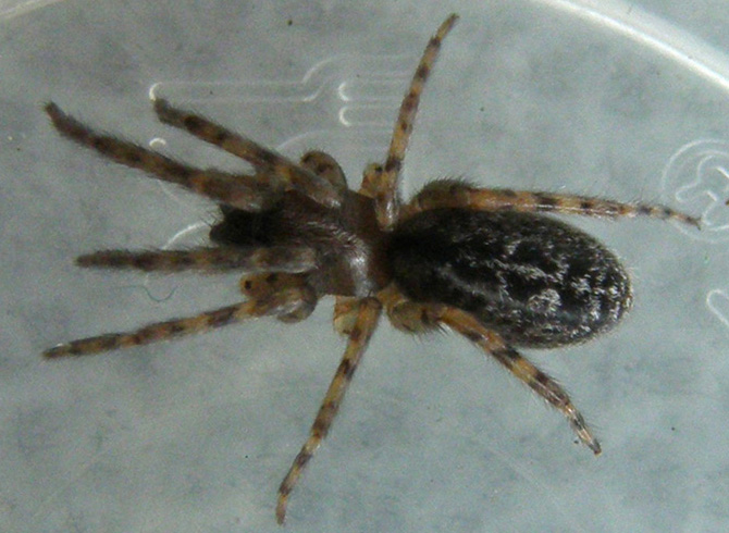 Segestria sp.