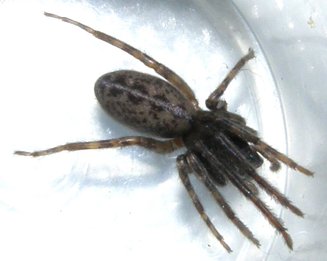 Segestria sp.