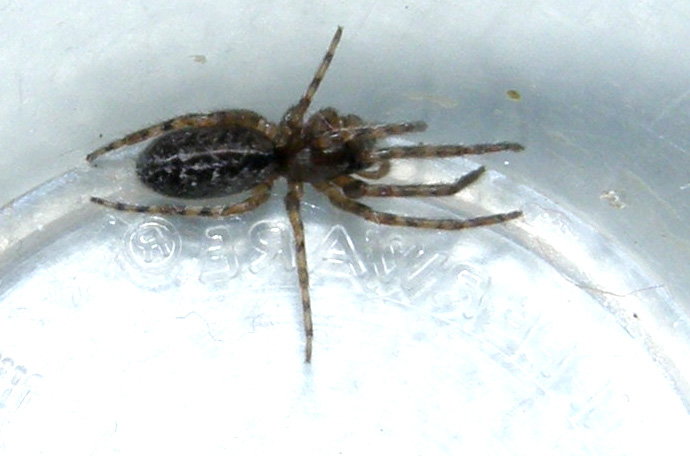 Segestria sp.