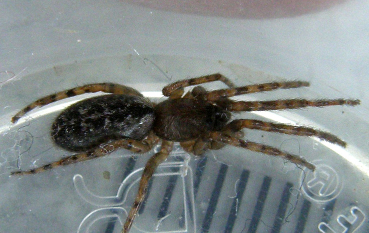 Segestria sp.