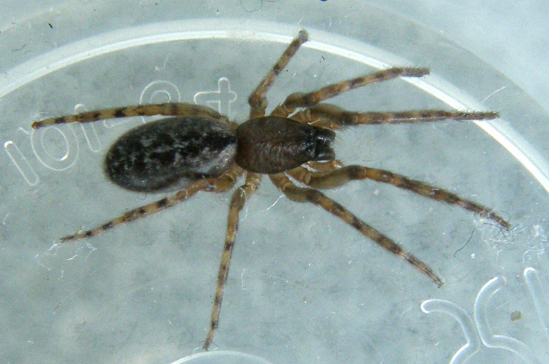 Segestria sp.