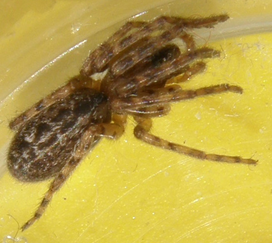 Segestria sp.