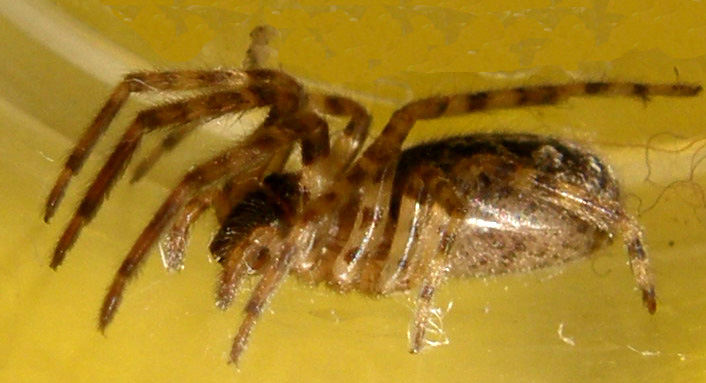 Segestria sp.