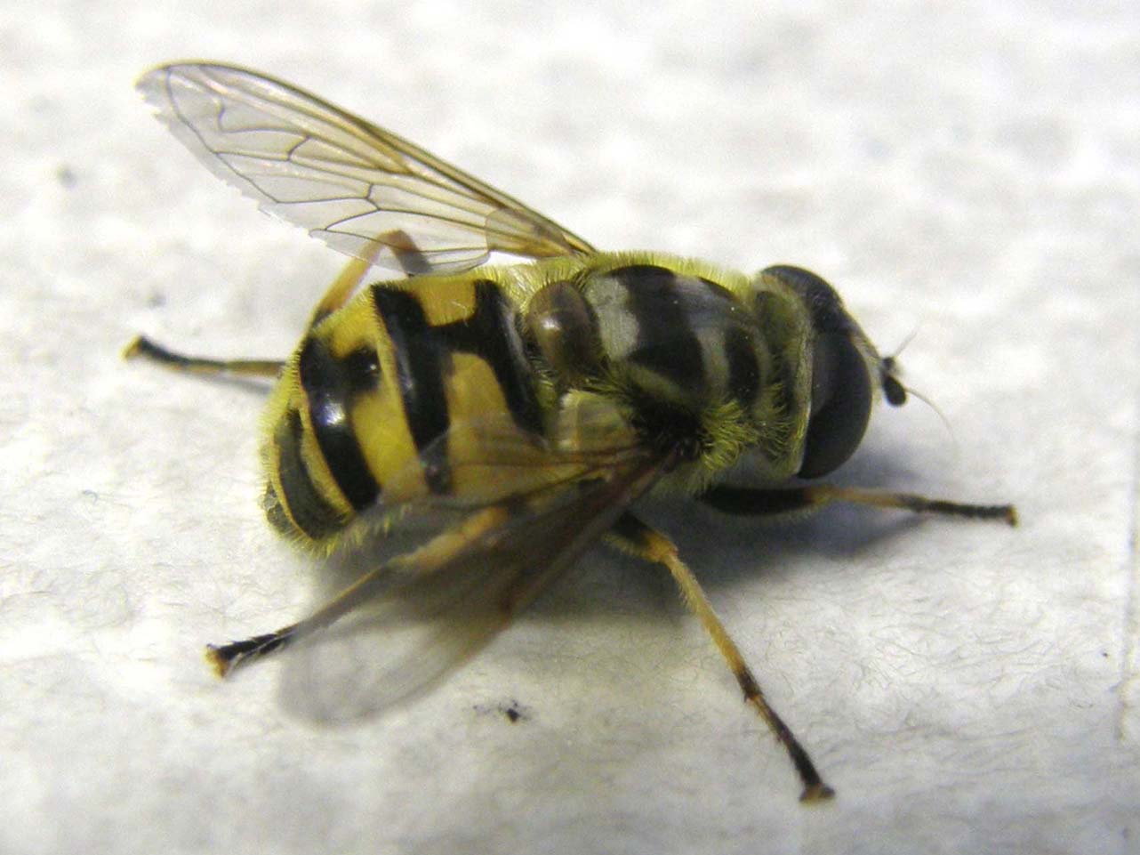 Myathropa florea (Syrphidae)