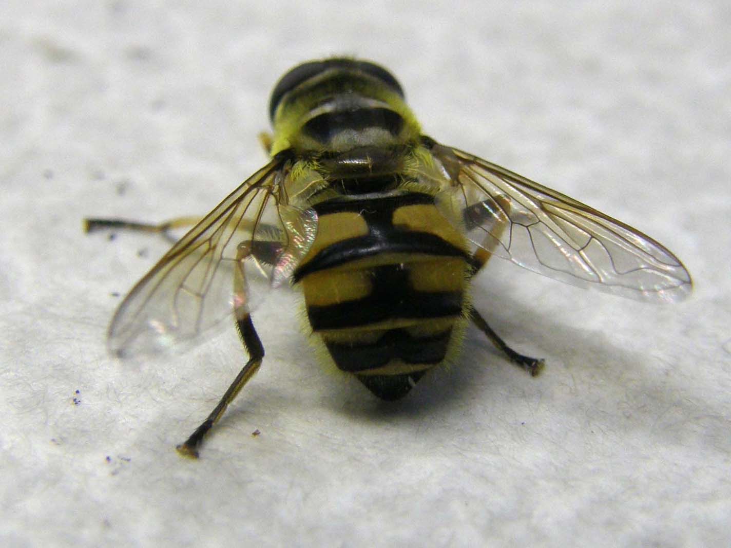 Myathropa florea (Syrphidae)