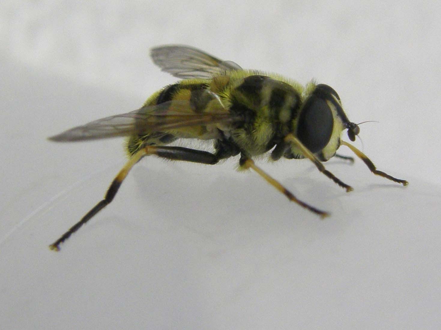 Myathropa florea (Syrphidae)